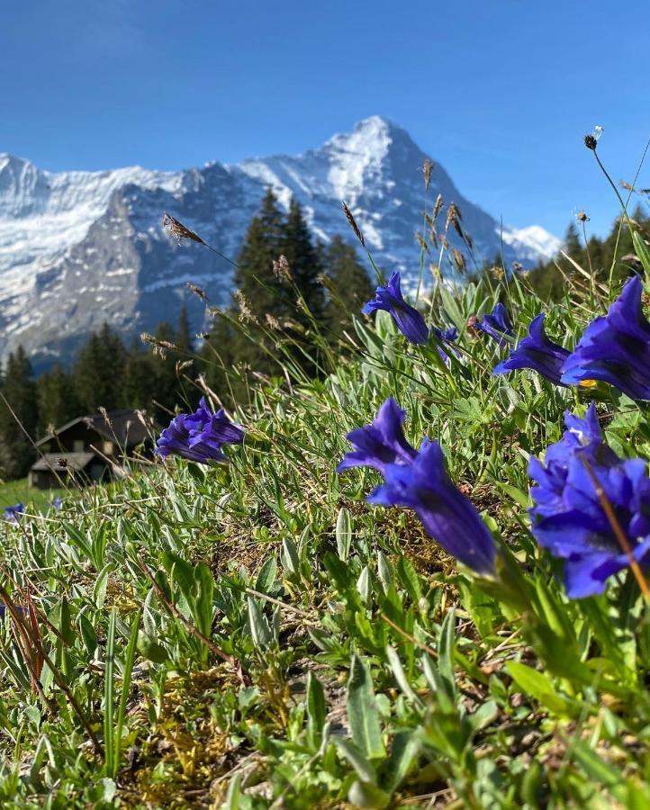 Chalet Herrschaft Grindelwald Eksteriør bilde
